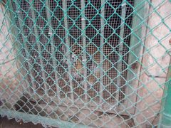 Bengal tiger at the entrance to the conference hall...keeping an eye out in case one of the P5 tries to crash the party?